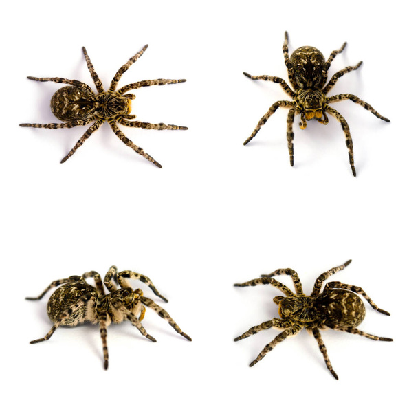 Photo of Lycosa singoriensis, black hair tarantulas isolated on white background - Photo, Image