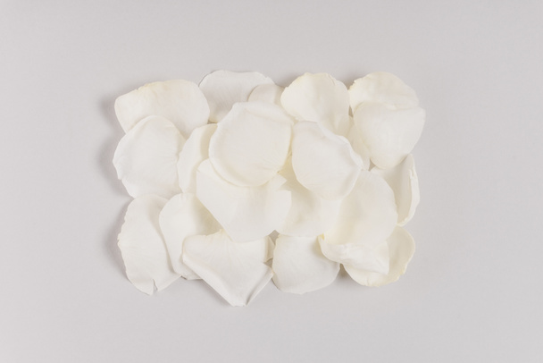 white rose petals - Foto, Bild