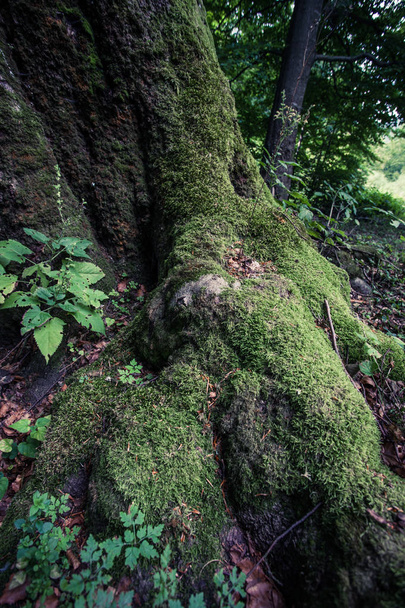 parte inferior da árvore de faia enorme velho coberto com musgo
  - Foto, Imagem