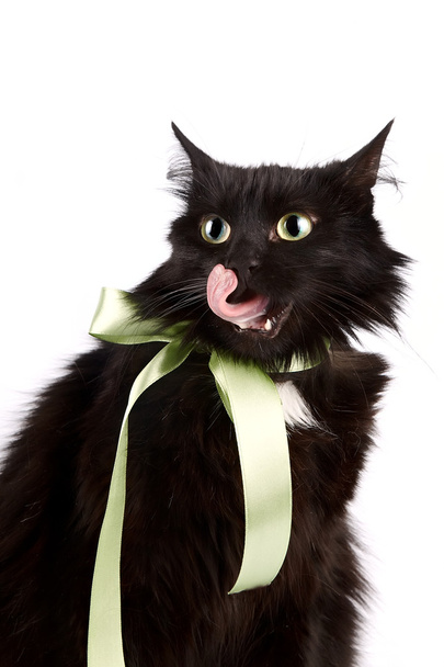 Portret van een zwarte kat met een groene tape - Foto, afbeelding