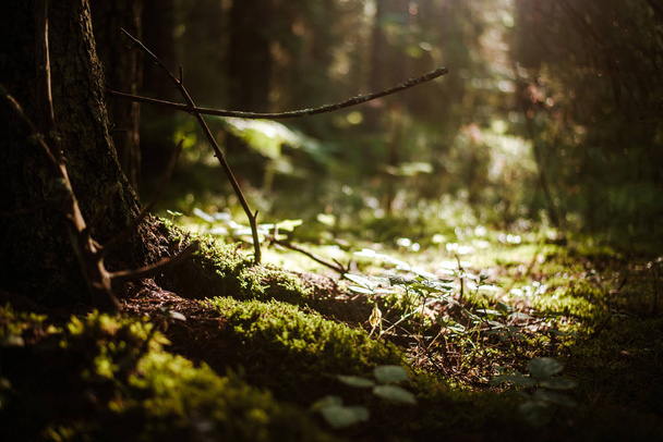 Forest blur light sun rays - Zdjęcie, obraz