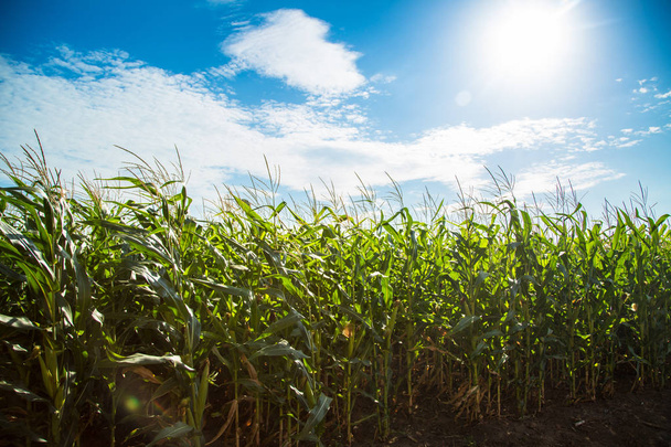 Kukuřičné pole proti modré obloze. - Fotografie, Obrázek
