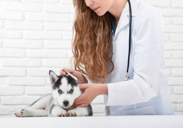 Veterinarian examining little husky puppy - Φωτογραφία, εικόνα