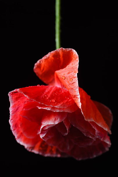 poppy flower on the black - Фото, зображення