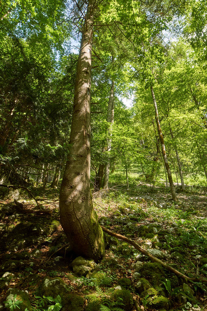 Deciduous forest with big trees - Fotoğraf, Görsel