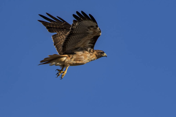 Hawk drapieżny ptak latający parku w Los Angeles - Zdjęcie, obraz