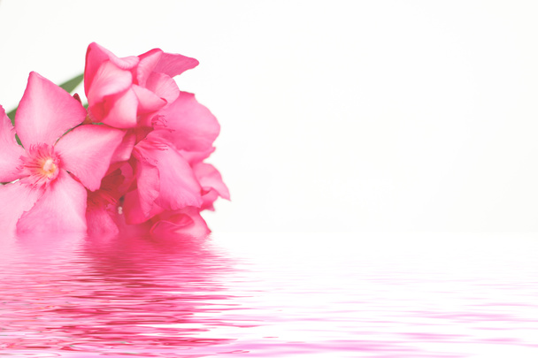 rosa Oleanderblüten  - Foto, Bild