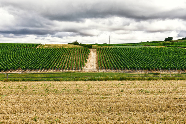 Grapes planted in rows - Foto, Imagen