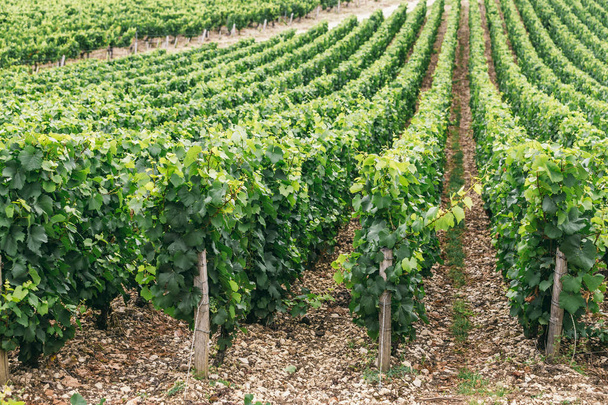 Grapes grows in rows in the field - Фото, зображення