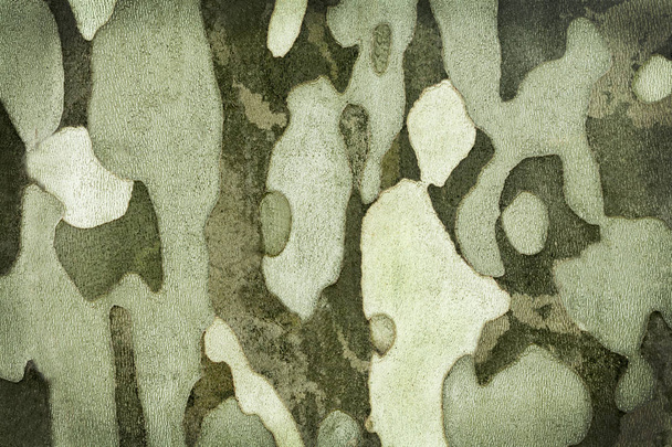 Ξύλου φλοιός Πλάτανος - Φωτογραφία, εικόνα