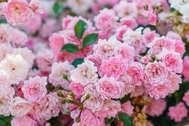 nice roses in the garden - Foto, Imagen