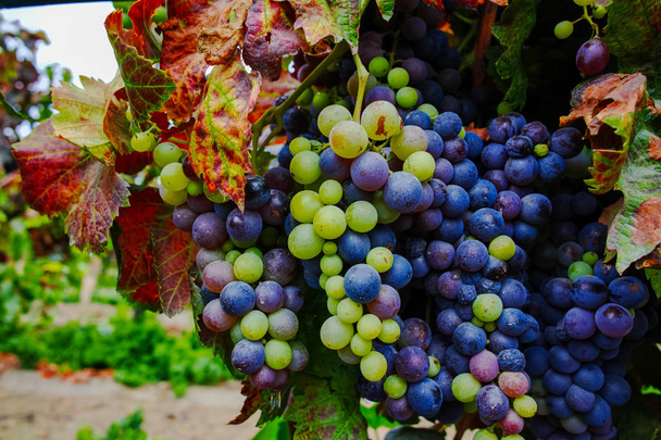 Осінні кольори - червоне вино винограду на піщаному виноградники, Камаргу, Pr - Фото, зображення