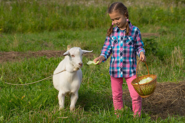 Little Russian Girl Feed Goat Cabbage. - Zdjęcie, obraz