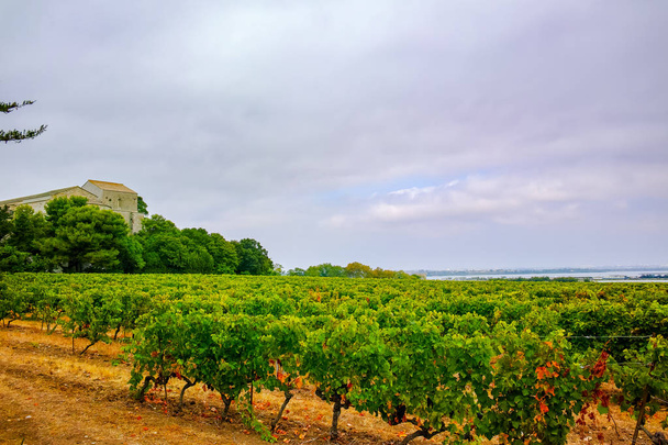 Viñedo en Domaine de Maguelone cerca de Montpellier, Sur de Francia, plantación de uva de vino tinto
 - Foto, imagen