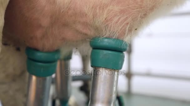 牛の乳搾りする装置です。牛の搾乳機。搾乳のためのプロセス - 映像、動画