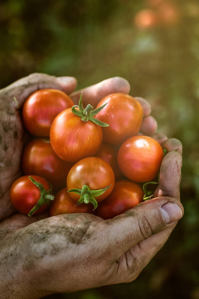 Tomato harvest in autumn - Фото, изображение