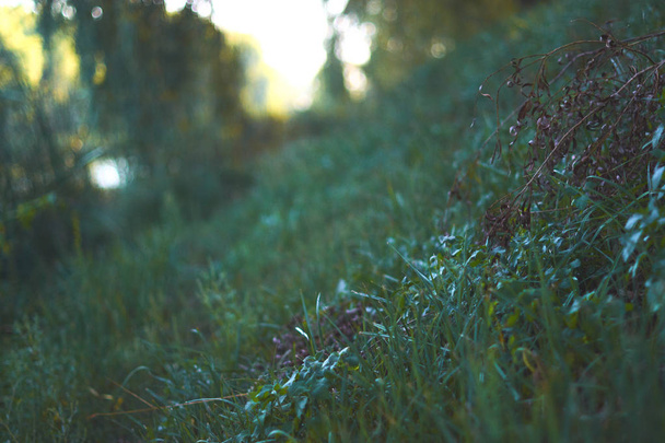 Summer meadow in the sun with blurred background. - Φωτογραφία, εικόνα