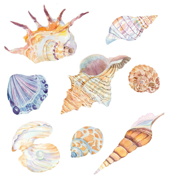 Set of watercolor shells  - Vektör, Görsel