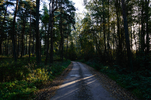 country road in forest - Фото, зображення