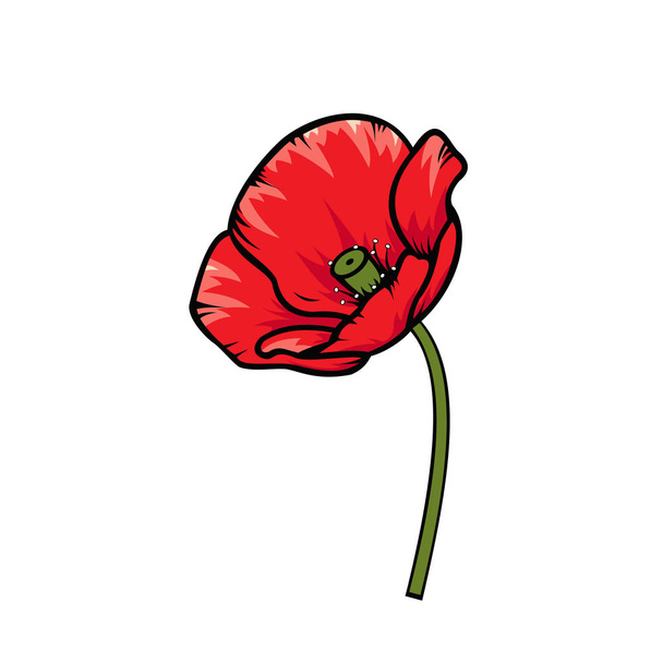 hermosa amapola en flor, flor de campo, vector de icono de amapola, plano, signo, logotipo
 - Vector, imagen