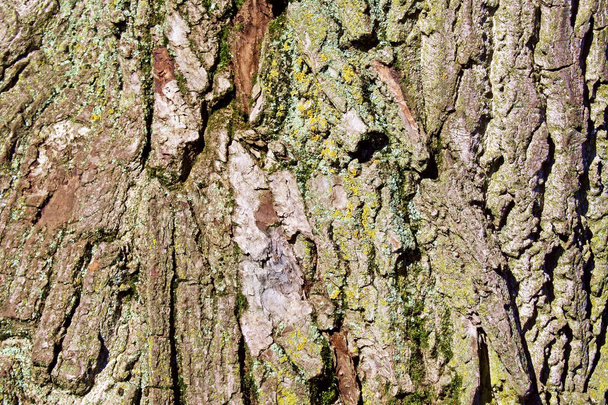 Gros plan de l'écorce texturée des arbres
 - Photo, image