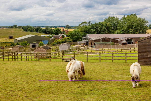 Tre pony pascolano tranquillamente in una bella fattoria
 - Foto, immagini