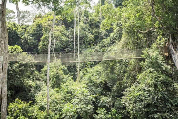 Passerelles dans la forêt tropicale humide, parc national de Kakum, Gha
 - Photo, image