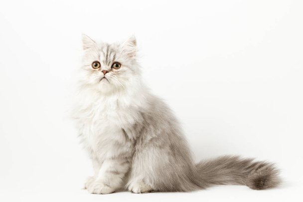 Long hair kitten sitting on white background - Foto, Imagen