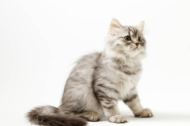 Long hair kitten sitting on white background - Foto, Bild