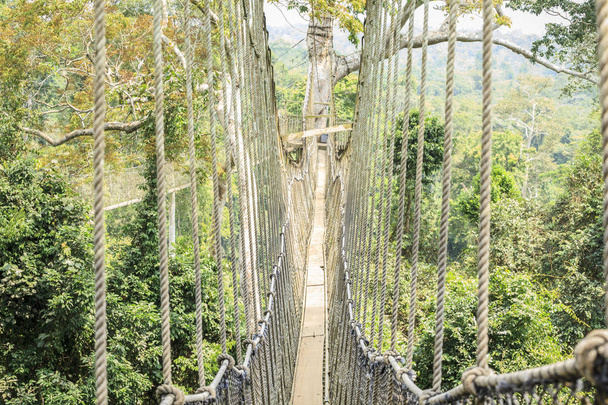 Baldachýn chodníky v tropický deštný prales, národní Park Kakum Gha - Fotografie, Obrázek