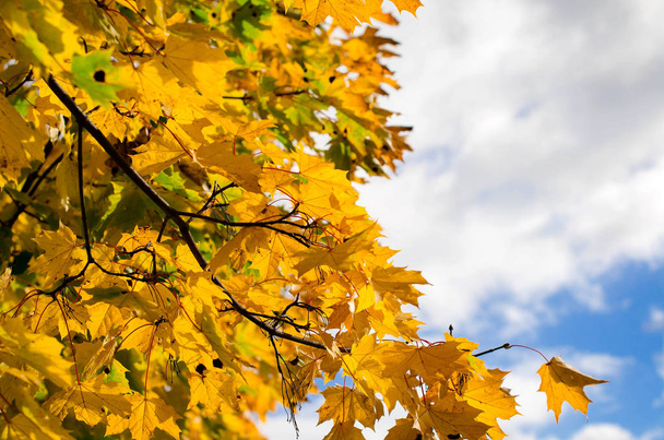 κίτρινο Φθινοπωρινά φύλλα - Φωτογραφία, εικόνα