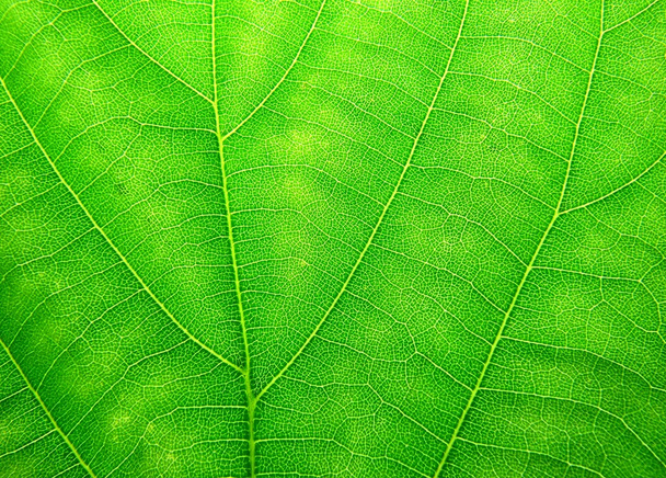 Leaf texture - Photo, image