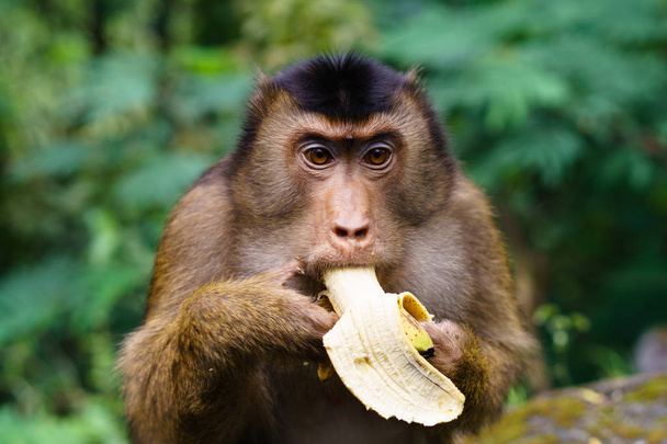 Southern pig-tailed macaque - Photo, Image