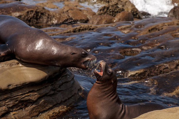 Arguing California sea lion Zalophus californianus - Photo, Image