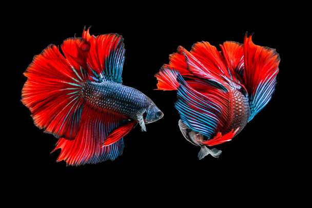 combattimento di due pesci su sfondo nero. pesci siamesi da combattimento
 - Foto, immagini