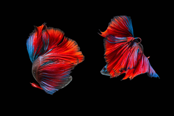 luta de dois peixes isolados sobre fundo preto. peixe de combate siamês
 - Foto, Imagem