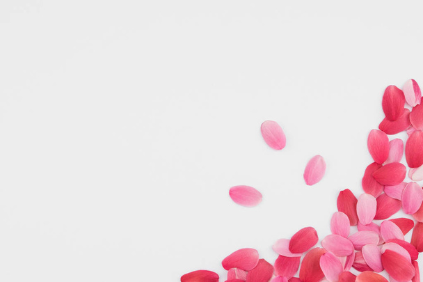 Red and pink petals on white background  - Foto, afbeelding