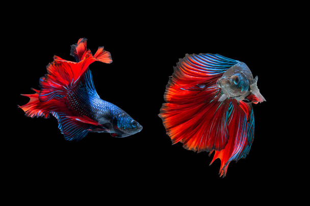 fighting of two fish isolated on black background. siamese fighting fish - Photo, Image