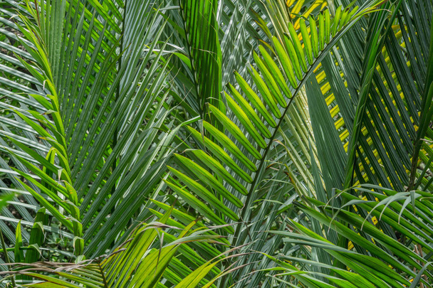 Abstract background of coconut palm tree - Valokuva, kuva