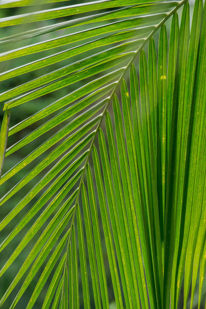 Abstract background of coconut palm tree - Photo, Image