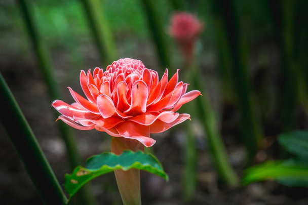 Rózsaszín virág elemlámpa gyömbér ellen buja trópusi növekedés.  - Fotó, kép
