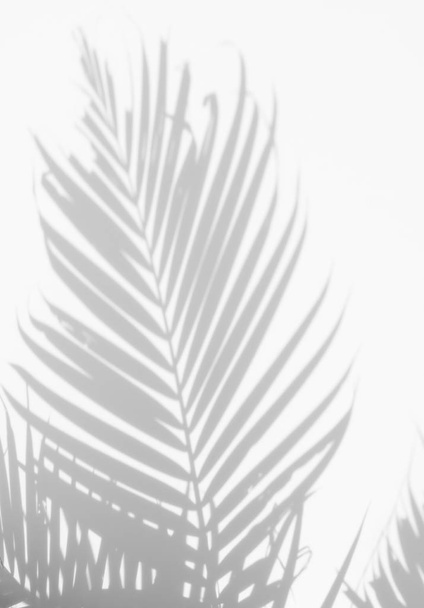 abstract background of shadows palm leaves on a white wall. - Photo, Image