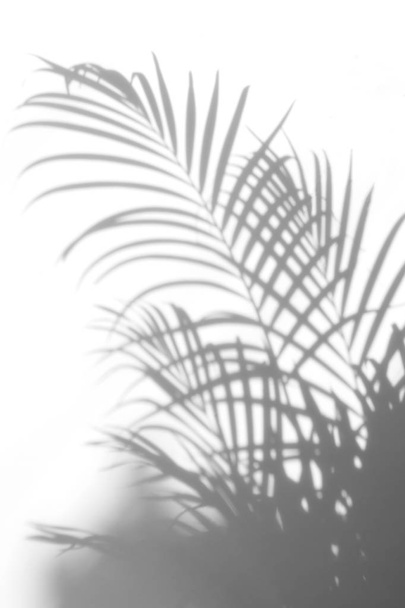 abstract background of shadows palm leaves on a white wall.  - Photo, Image