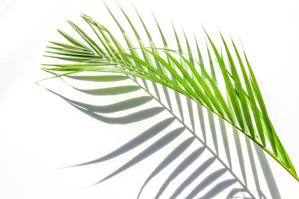 liści palmowych i cienie na białej ścianie - Zdjęcie, obraz