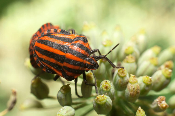 Red-black striped bedbug, leaf-shaped or graphosome - Photo, Image