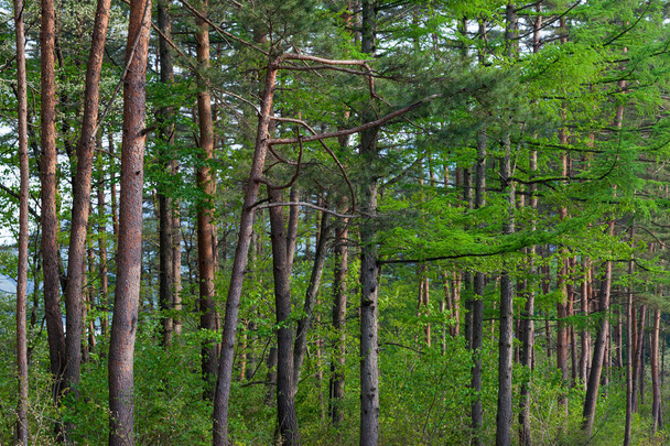 bosque de pinos primer plano
 - Foto, Imagen