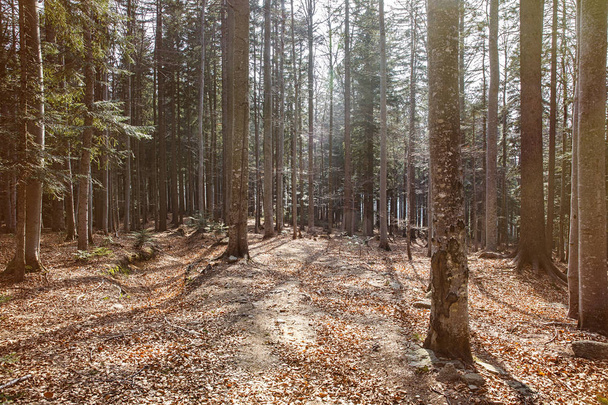 Dense woodland of coniferous forest in bright light - Photo, image