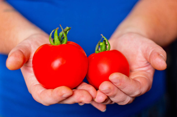 dos tomates maduros en las manos
 - Foto, Imagen