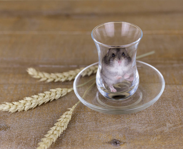 hamster in een bekerglas van glas op een houten oppervlak met tarwe stengels - Foto, afbeelding