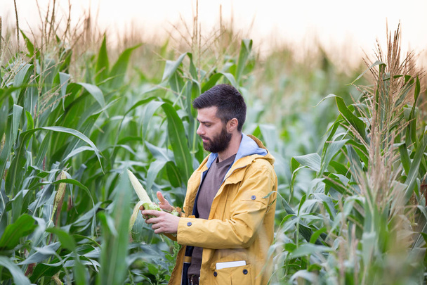 agriculteur dans le champ de maïs - Photo, image